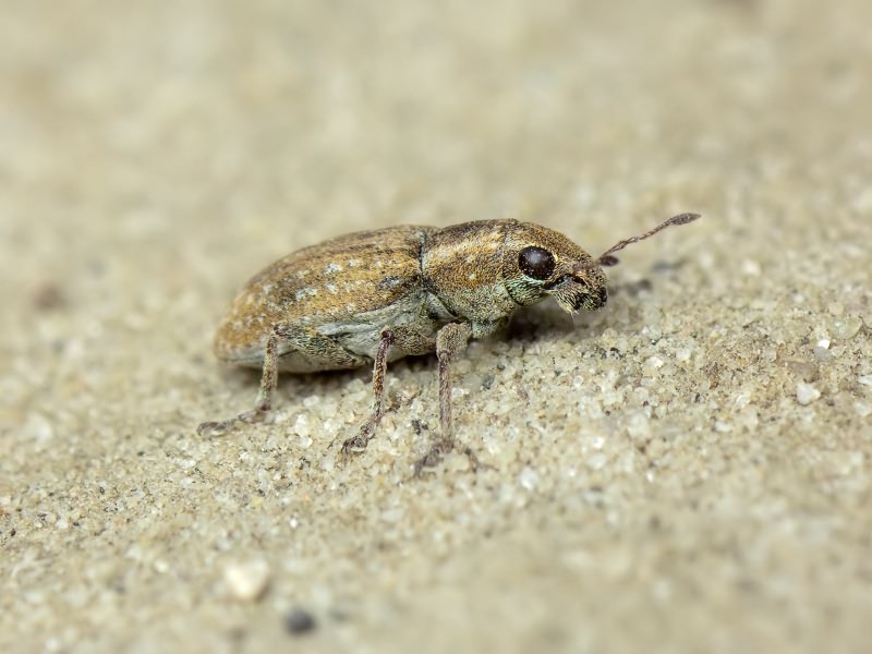 Sitona lepidus Gyllenhal, 1834